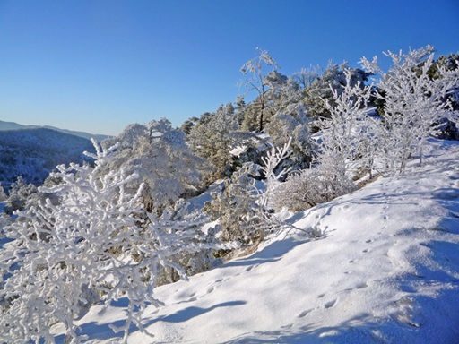 Galaverna sull''Appennino ligure piemontese